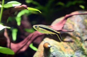 泳ぎ方がユニークな水草の間のペンギンテトラ