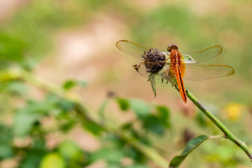beautiful dragonfly sitting on dried flower with blurred background. wild concept