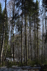 Fototapeta premium trees in forest