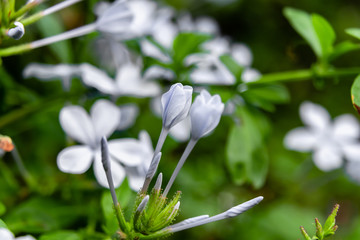 beautiful fresh plumbago flower bud on blurry white and green background. fresh morning concept