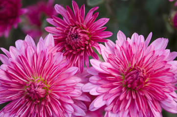 Beautiful flower of mini chrysanthemum. Bright and saturated buds.