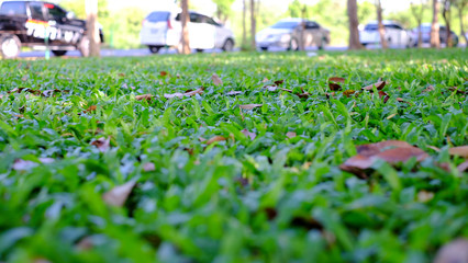 Green grass background in rainny day, green grass grows along the sidewalk