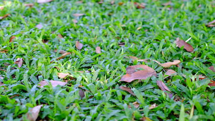 Green grass background in rainny day, green grass grows along the sidewalk
