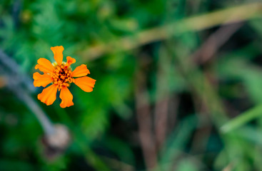 beautiful orange tagetes patula flower also called marigold against a green background. fresh and morning concept