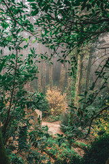Green foggy forest in Sintra Portugal