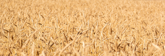 Golden yellow  field of ripe wheat with golden spikelets, banner, selective focus