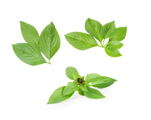 Sweet Basil, Thai Basil Leaves isolated on white background. This has clipping path.