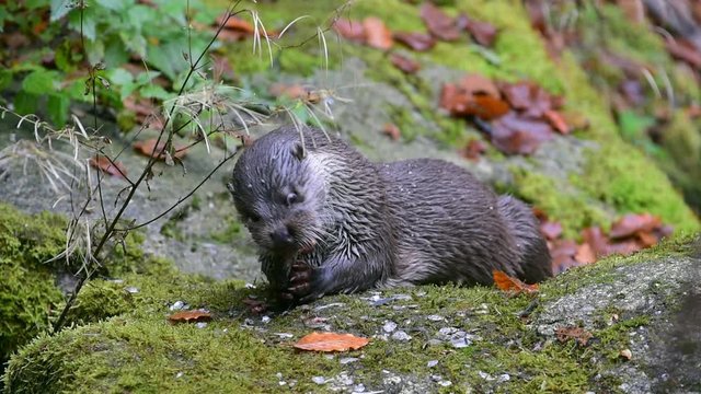 European River Otter (Lutra lutra) eating fish
