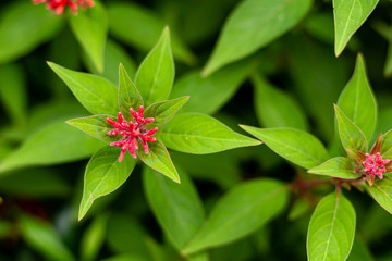 beautiful two wild flower plant over the green background. wild concept