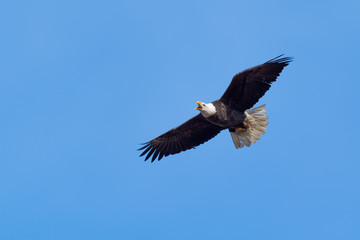 An American Bald Eagle in flight against a blue sky.