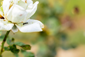 camponotus vagus ant on natural white flower in garden. wildlife or life concept