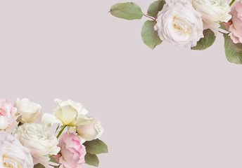 Floral banner, header with copy space. White roses isolated on pastel grey background. Natural flowers wallpaper or greeting card.