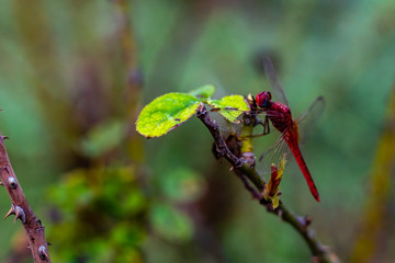 close up of beautiful dragonfly sitting on rose plant branch with soft focus in the garden. wildlife and nature concept