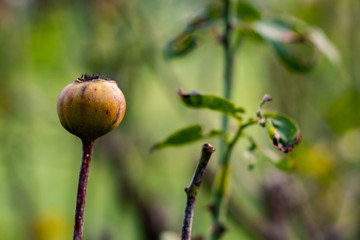 Close up of one flowering rose bud with dried stems and blurry green leaves in the background