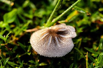 dew drops on the wild mushroom with green grass. nature and wild concept
