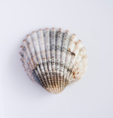 Coquillage
