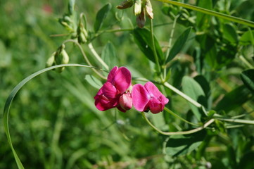 red flower in the garden