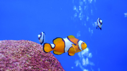 Fototapeta na wymiar Wonderfull underwater world with corals and tropical Clown fish in Aquarium