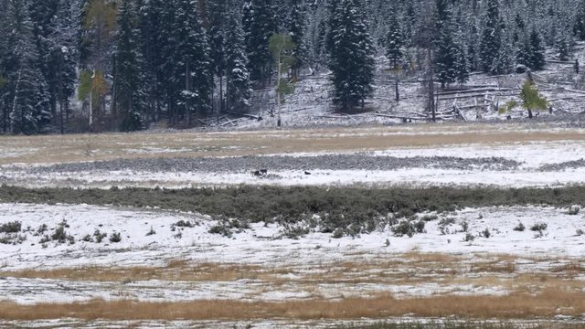 Long Shot Of Wolf Pups Of The Junction Butte Pack In Their Lamar Valley Range At Yellowstone National Park In Wyoming, Usa