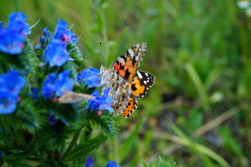 butterfly on flower