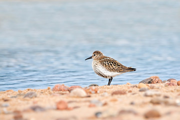Dunlin standing on the shores of a sandy beach looking out over the ocean