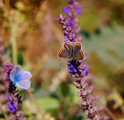 Two butterflies in wildflowers. Flower landscape.