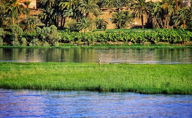 Un pêcheur égyptien sur un ilôt de verdure au milieu du Nil en Egypte