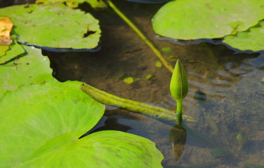 Lotus bud or water lily or nelumbo nucifera, in buddhism lotus symbolizes purity and enlightenment,  although grows in muddy water but rises above the surface, untouched by the impurity