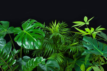 Green leaves of tropical forest plants on black background