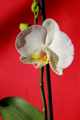 orchid on a beautiful background