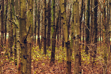 Fototapeta premium Forest, trees and grasses in winter