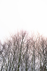Forest, trees and grasses in winter