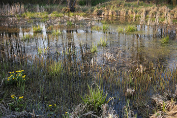 Young reeds and poisonous flowers buttercups are growing on the surface of the swamp in the evening.