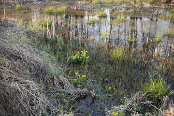 Spring landscape in the swamp, young plants grow in the swamp. Soft warm evening light.