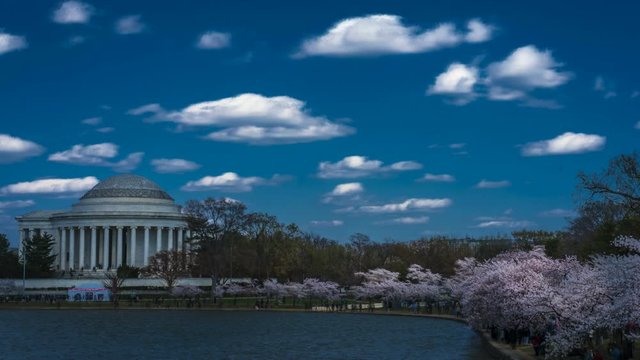  timelapse motion of Tidal Basin, Washington D.C. feature Cherry Blossoms