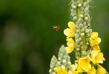 Honey Bee collecting pollen on yellow rape flower