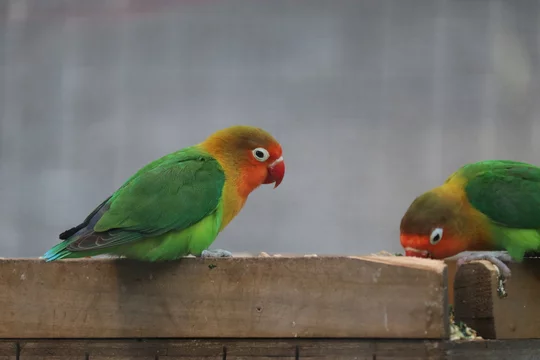 ルリゴシボタンインコ Stock Photo Adobe Stock