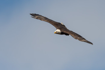A fierce American Bald Eagle in flight.