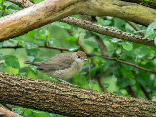 The Eurasian blackcap (Sylvia atricapilla) usually known simply as the blackcap, is a common and widespread typical warbler.