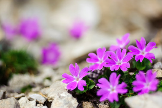 Primula minima, Least Primrose