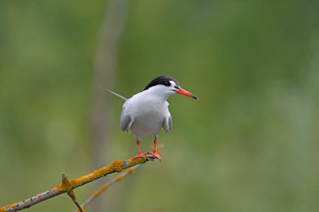  The common tern (Sterna hirundo) is a seabird in the Laridae family. The common tern (Sterna hirundo) sits on a branch