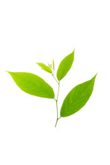 Green leaf texture white background 