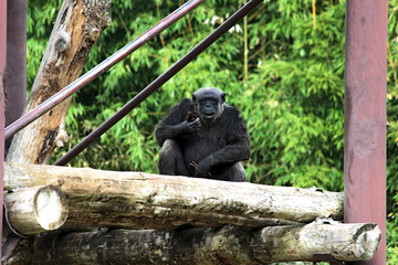 Fototapeta premium An old Chimpanzee inside a wildlife park