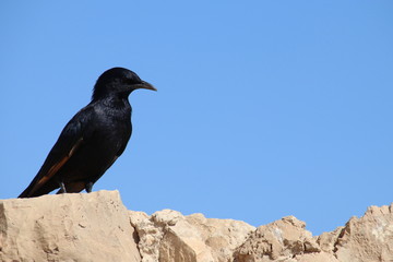 固有種トリストラム