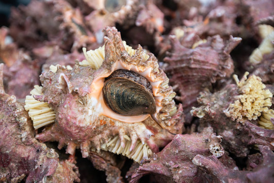 Heap Of Conch Seashells Still Life , Raw Food