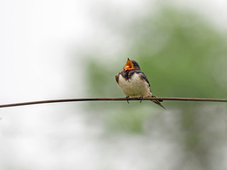  Barn Swallow (Hirundo rustica). barn swallow perched on a metal wire, close-up.