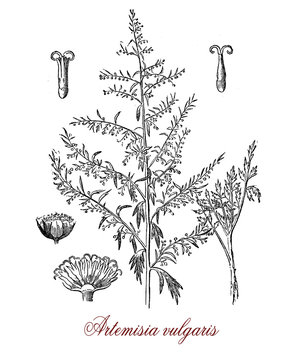 Artemisia vulgaris or common mugwort invasive weed with small florets used as medicinally and  culinary herb: flavoring and bittering ales, for pain relief, treatment of fever and as diuretic