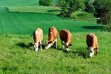 four cows graze in a lush meadow in the Eifel