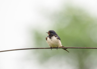 Fototapeta premium Barn Swallow (Hirundo rustica). barn swallow perched on a metal wire, close-up.