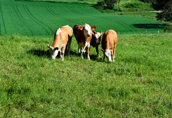 four cows graze in a lush meadow in the Eifel